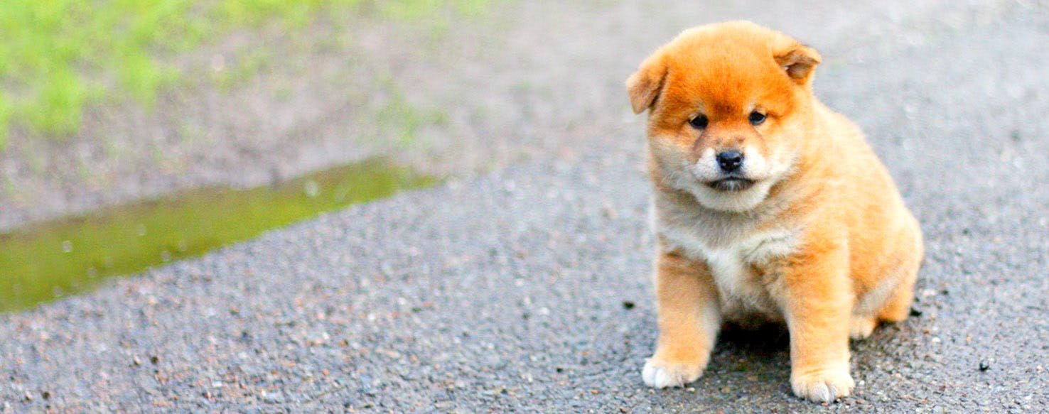 BanjoKazooie Dog Names Popular Male and Female Names Wag!